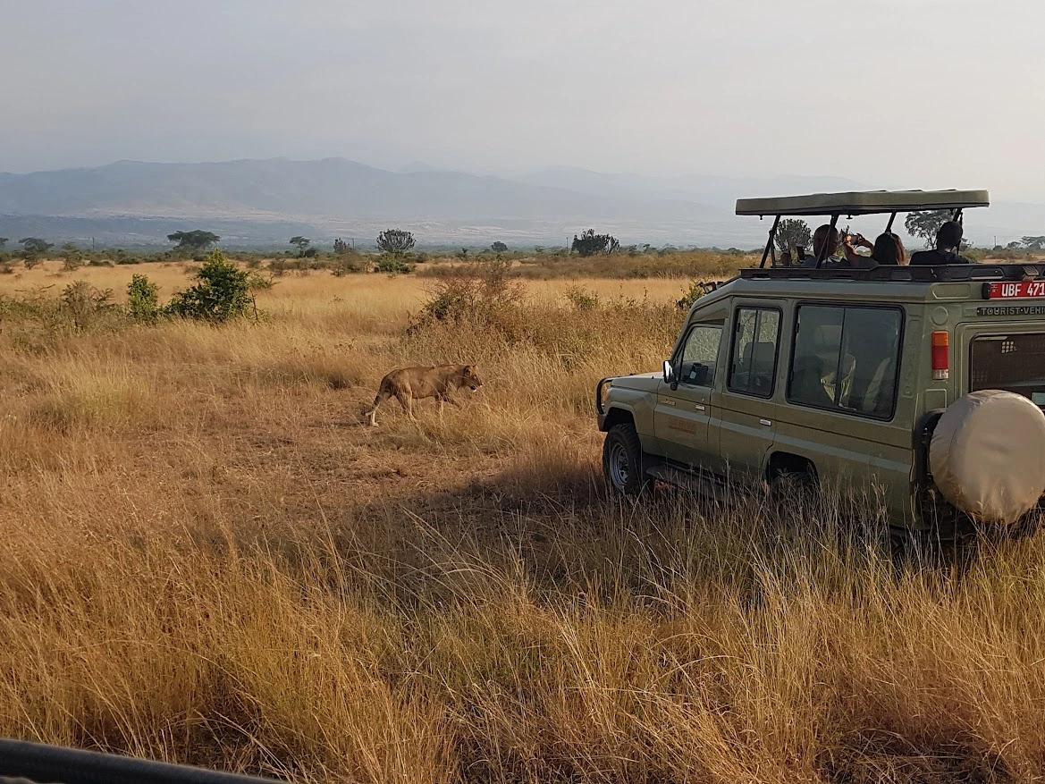 Luxury Gorilla Safari