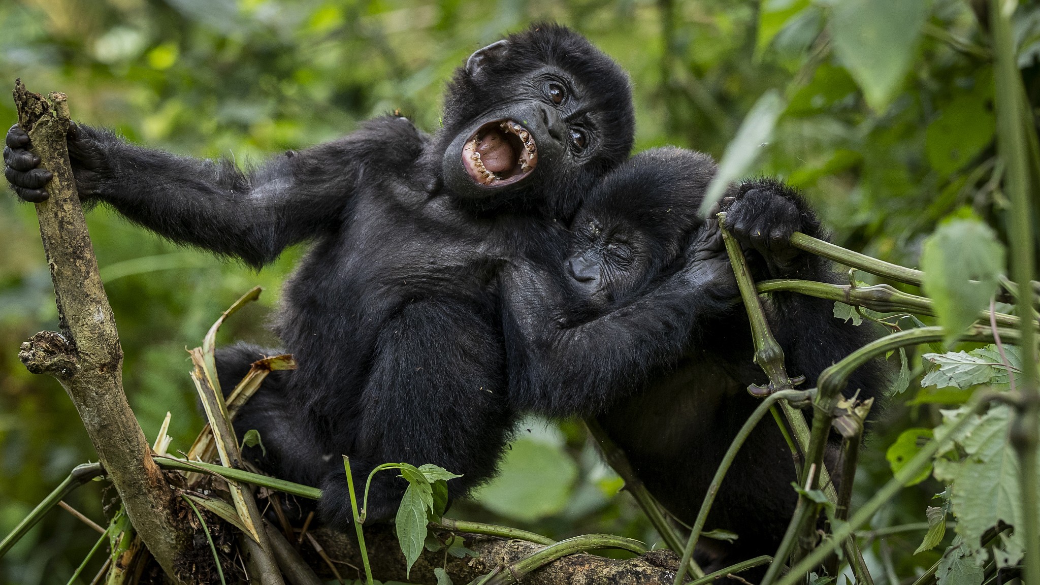 Bwindi Impenetrable National Park