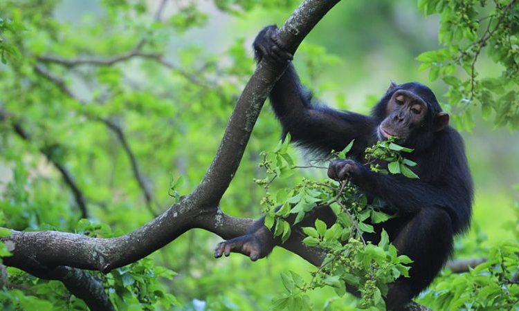 Luxury Gorilla Safari