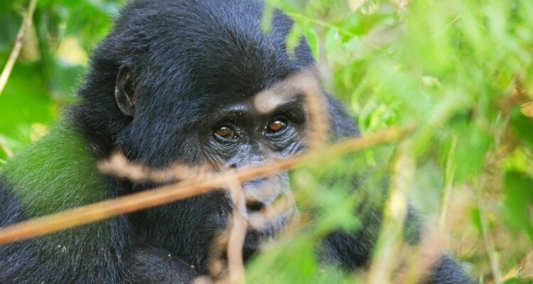 uganda-safari-booking-tips-to-save-money