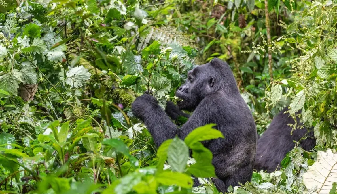 budget-safaris-in-uganda-for-backpackers-and-students