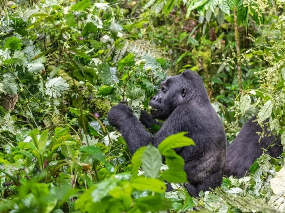 budget-safaris-in-uganda-for-backpackers-and-students