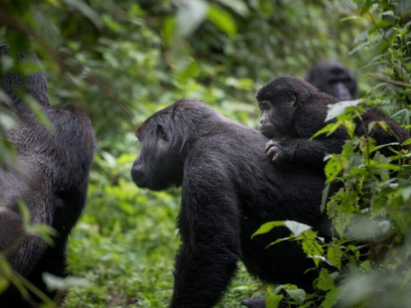 uganda-gorilla-trekking-tours-for-seniors-and-families